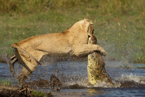Sư tử tấn công cá sấu ở châu Phi
