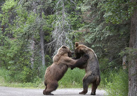 hai con gấu đấu "boxing" để cướp cá hồi