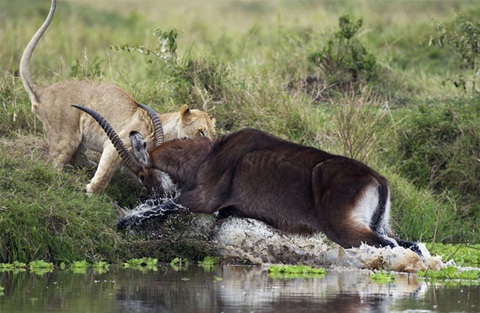 Hươu nước đang kiếm ăn thì gặp con sư tử cái