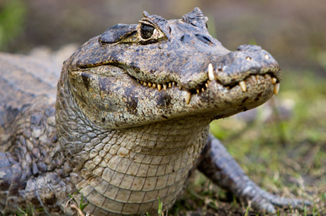 Cá sấu bảo vệ cần sa