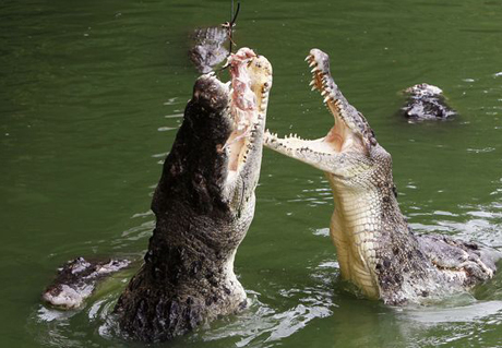 Mưa lớn giúp hàng vạn cá sấu sổng chuồng