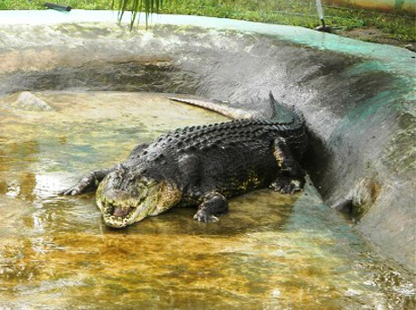Cá sấu Philippines làm đại sứ