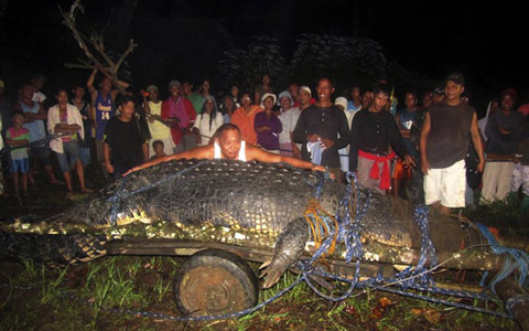 Cá sấu to nhất thế giới ở Philippines