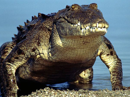 Vì sao cá sấu thống trị đầm lầy