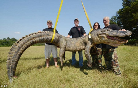 Săn được cá sấu to như khủng long ở Mississippi